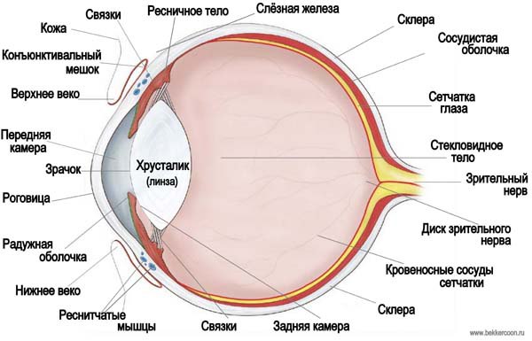 Глазное яблоко рисунок анатомия